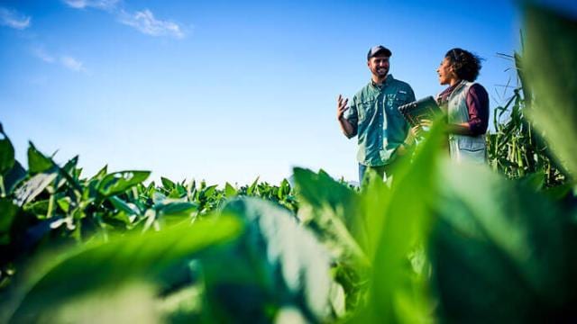Two people standing in a field of green plants.